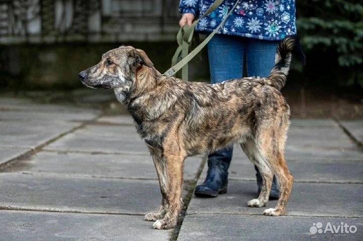Собака в добрые руки отдам бесплатно