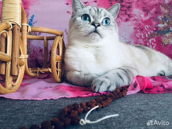 Передержка животных