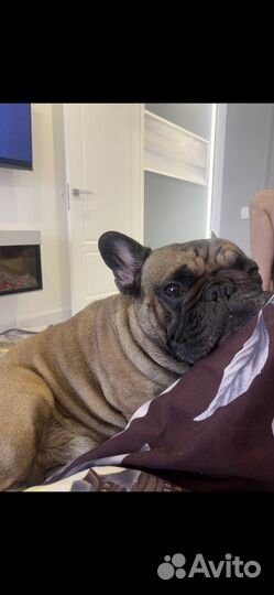 Французский бульдог кабель вязка