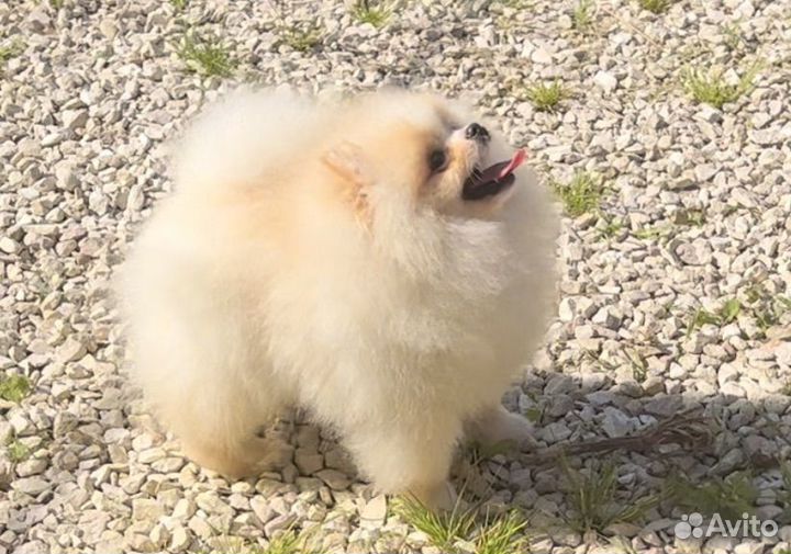 Померанский шпиц мини