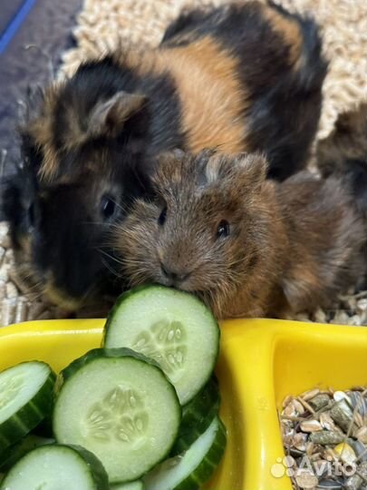 Морские свинки