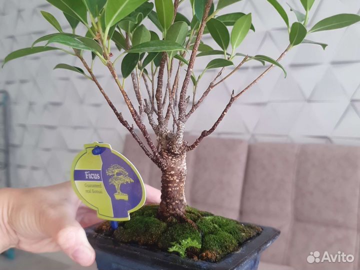 Бонсай фикус
