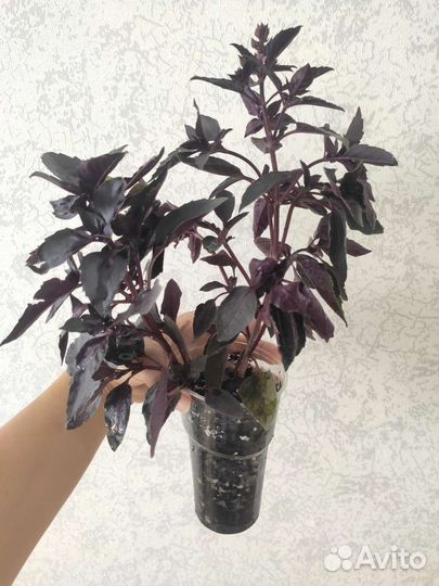 Базилик свежий