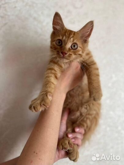 В дар рыжего котенка