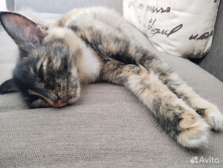 Спасенная Девочка 6 мес