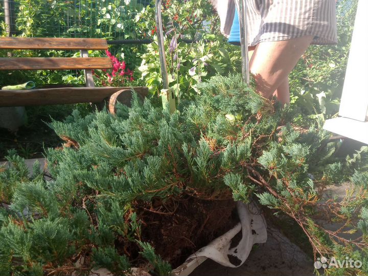 Горизонтальный можжевельник