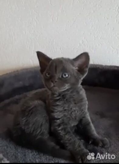 Девон рекс Плюш