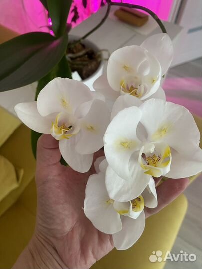 Орхидея фаленопсис