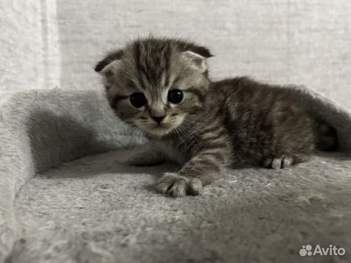 Шотландские вислоухие котята