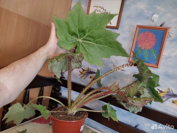 Бегония клещевинолистная (гибрид)