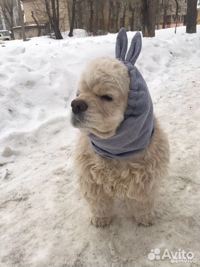 Шапочка/снуд для собаки