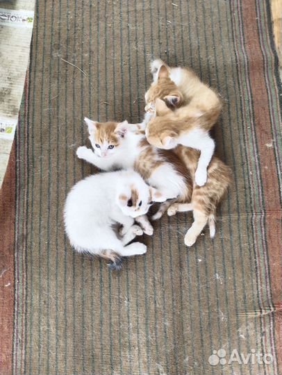 Отдам котят