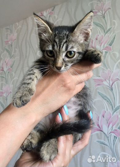 Котодети в добрые руки