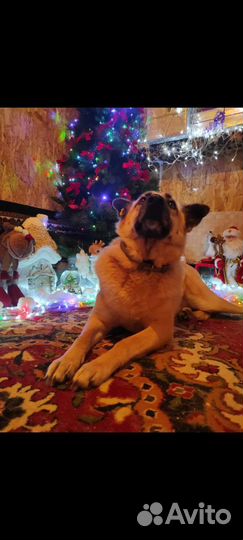 Собака Рыженька ищет дом