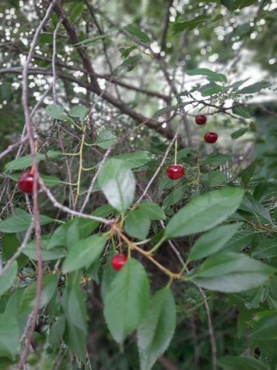 Дача 20 м² на участке 9 сот.