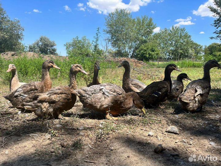 Руанская утка