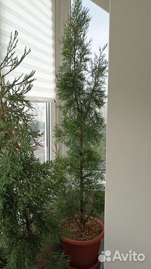 Кипарисы ялтинские