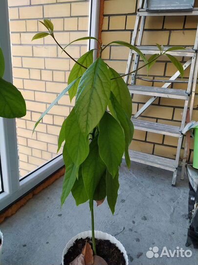 Авокадо-обнимашка