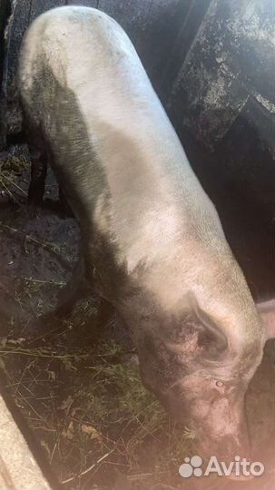 Хряк на случку