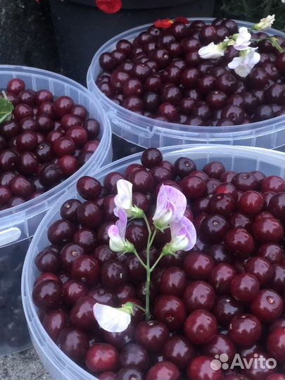 Вишня свежая