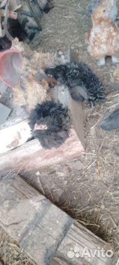 Продам кур