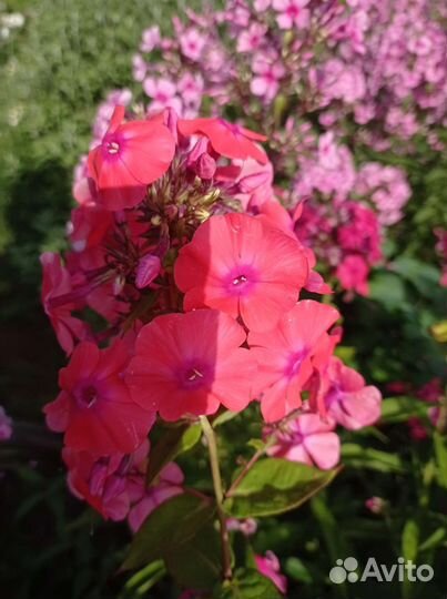 Многолетние цветы