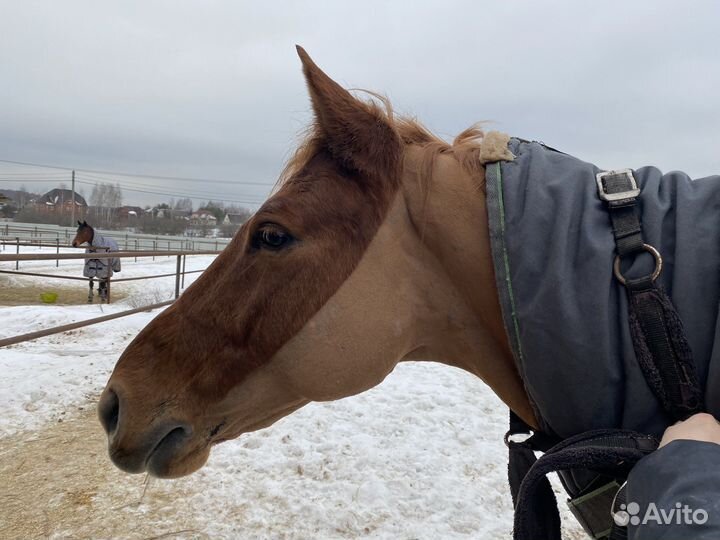 Стрижка лошадей, креативный груминг