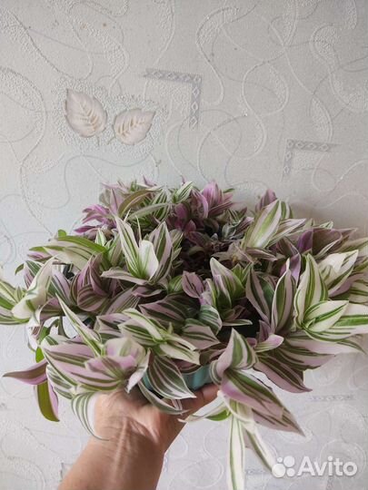 Традесканция триколор