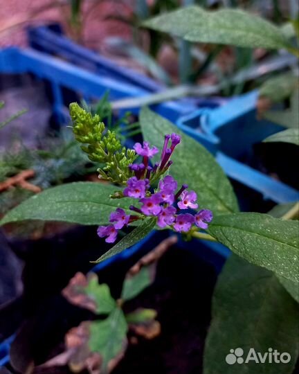 Будлея давида