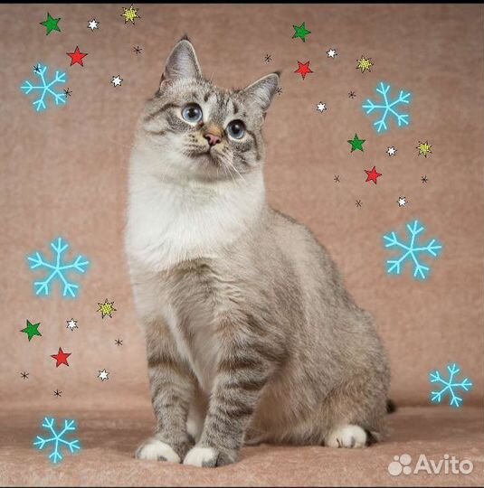 Глафира Андреевна ищет дом)