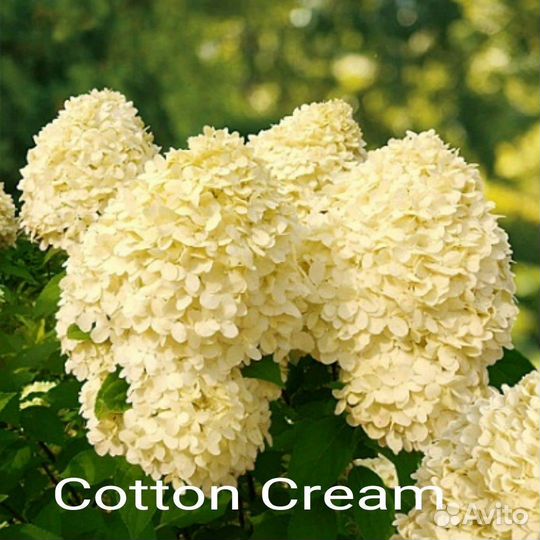 Гортензия метельчатая