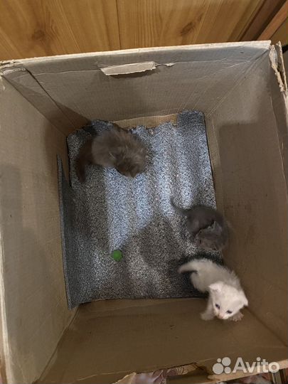 Котята в добрые руки