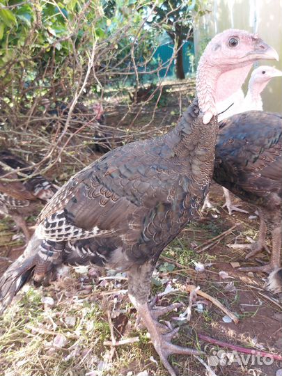 Индюшата подрощенные