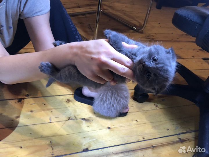 Шотландский кот вязка