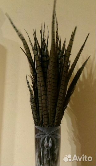 Перья фазана