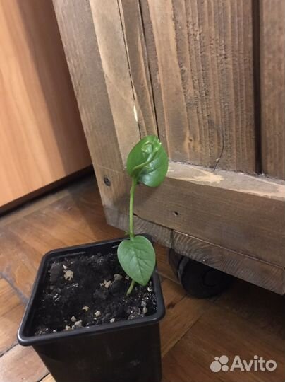 Базелла молодые росточки