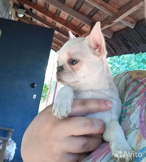 Щенки чихуахуа