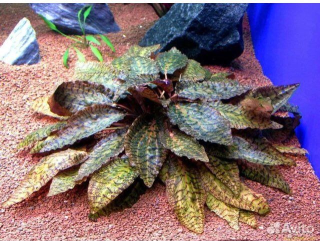 Криптокорина Нури