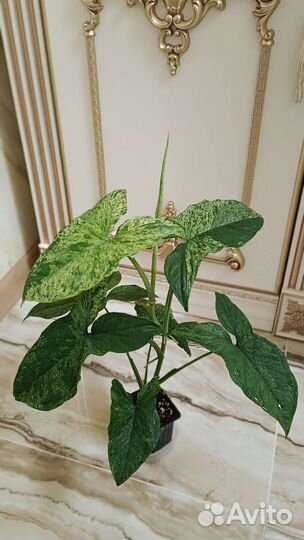 Сингониум Моттлед