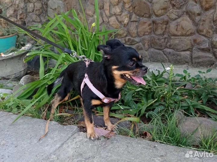 Мини той-терьер