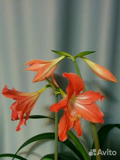 Гиппеаструм