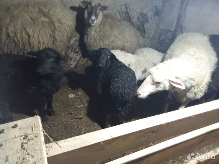 Овцы с ягнятами