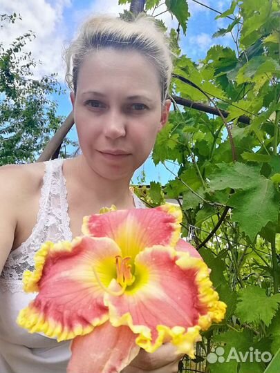 Лилейники и ирисы сортовые