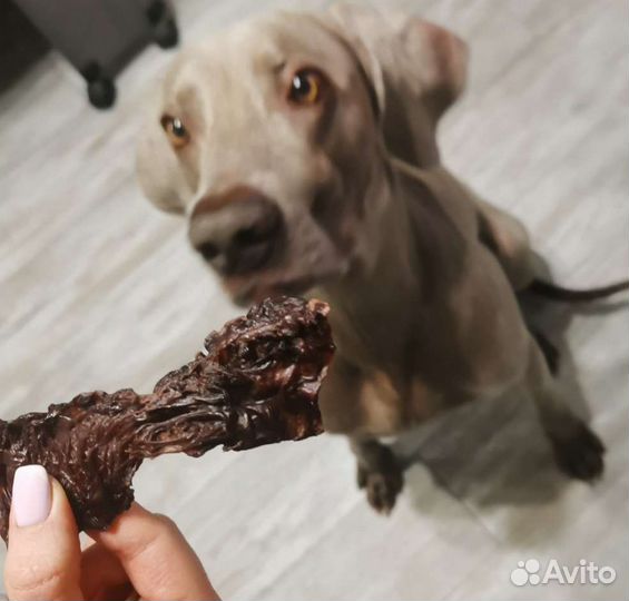 Лакомства для собак от производителя