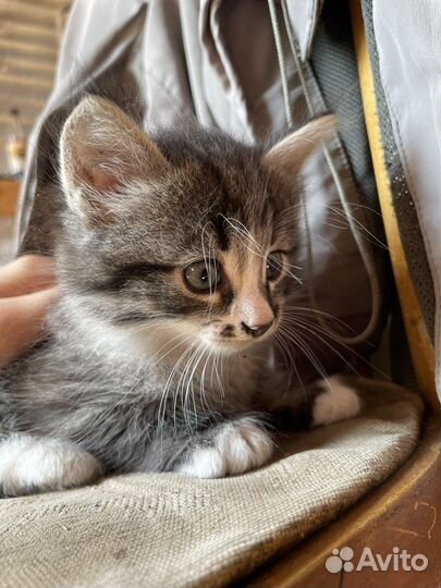 Очень красивые котята