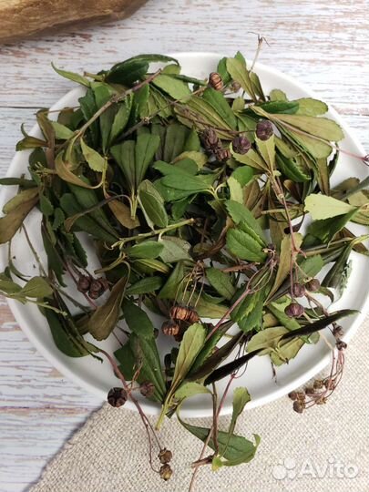 Зимолюбка зонтичная