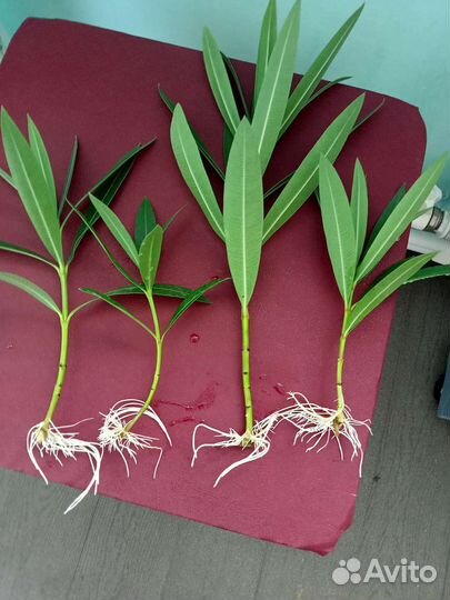 Олеандр махровый