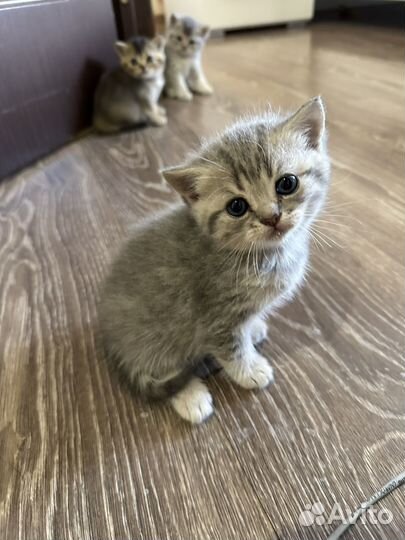 Шотландские котята