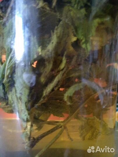 Перечная мята