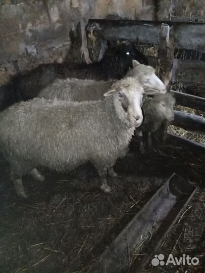 Продам баранину и свинину домашнюю